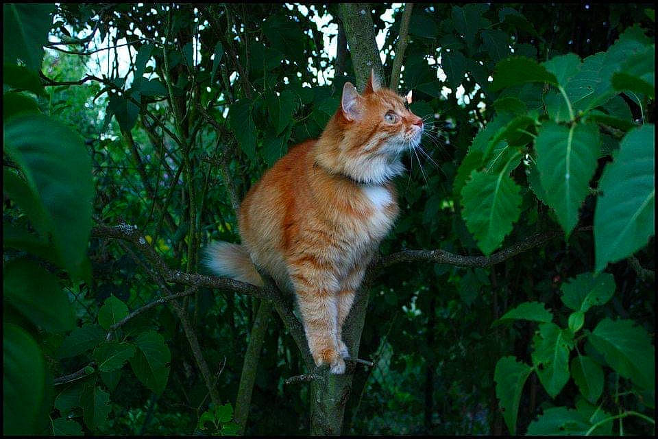 Crunch a rejoint le concours — aidez-le/la à gagner de superbes lots ! branch, carnivore, cat, fawn, felidae, fur, grass, organism, plant, small_to_medium_sized_cats, snout, tail, terrestrial_plant, tints_and_shades, tree, trunk, twig, whiskers, wood, woody_plant