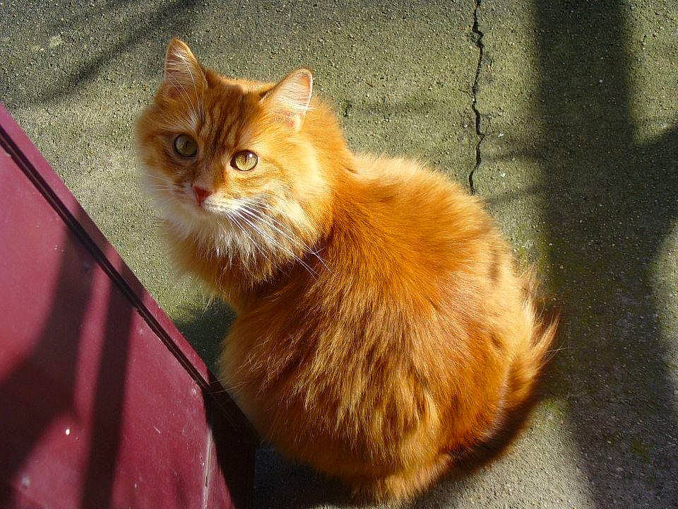 Crunch participe au concours pour gagner de l'argent avec cette photo : art, box, carnivore, cat, claw, domestic_short_haired_cat, fawn, felidae, fur, paw, road_surface, sitting, small_to_medium_sized_cats, tail, whiskers, window, wood