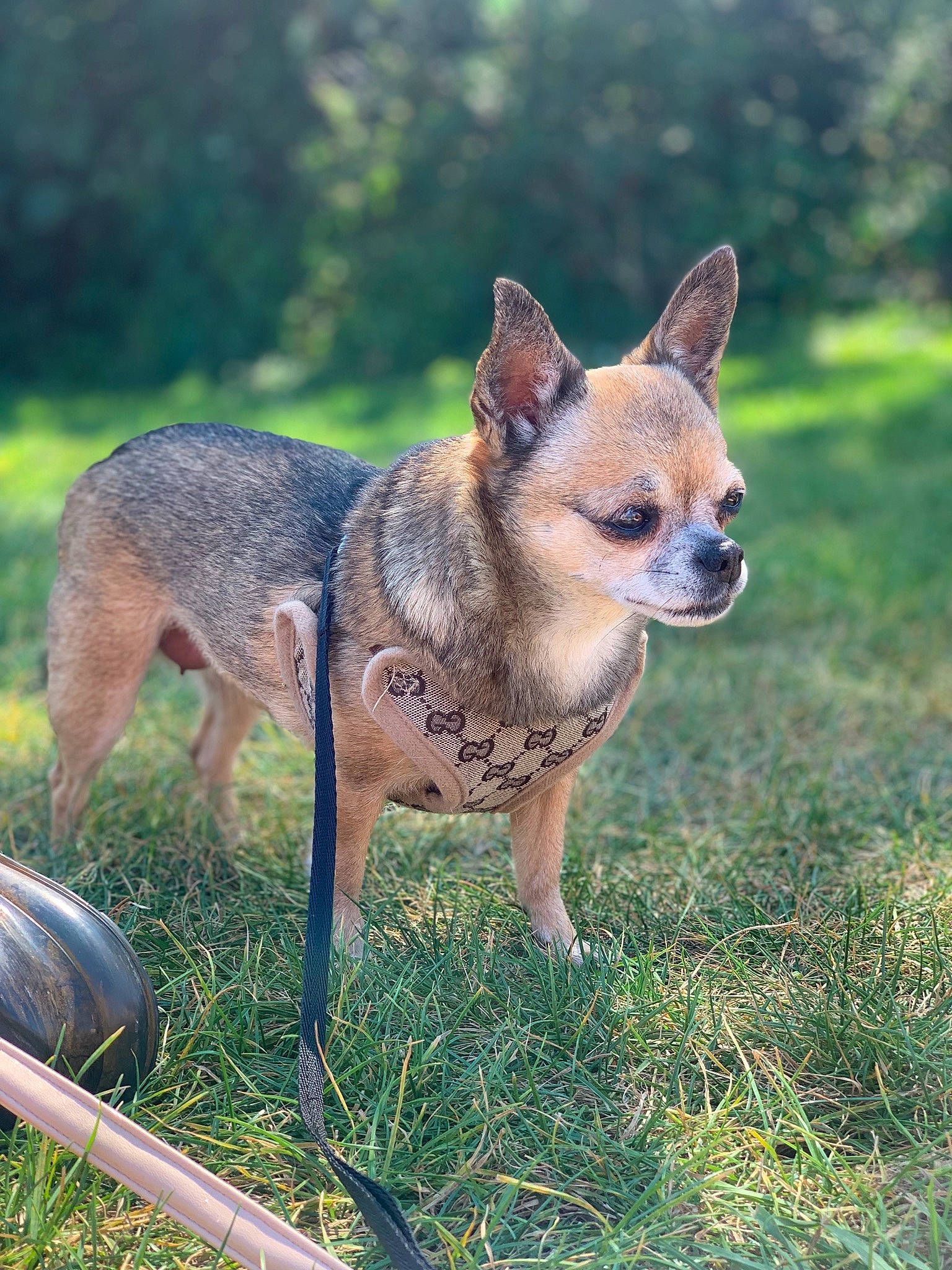 Ninja is registered to the contest to win money with this photo: canidae, carnivore, chihuahua, collar, companion_dog, corgi_chihuahua, dog, dog_breed, dog_supply, fawn, fur, grass, non_sporting_group, snout, sporting_group, tail, terrestrial_animal, toy_dog, whiskers, working_animal