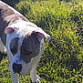 dog, canine, pet, grass, outdoor, sunlight, shadow, white, gray, mammal, nature, animal, walking, daylight, ears, snout, fur, paw, field, closeup