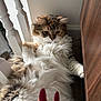 cat, fluffy, fur, white, brown, railing, wood, furniture, hand, nails, long_nails, burgundy_nails, relaxed, indoor, pet, closeup, cozy, paw, carpet, resting