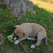 Nessie a rejoint le concours — aidez-le/la à gagner de superbes lots ! animal, canine, chewing, cute, daytime, dog, grass, greenery, ground, leaf, nature, outdoor, pet, playing, puppy, small_dog, sunlight, tennis_ball, tree, young_dog