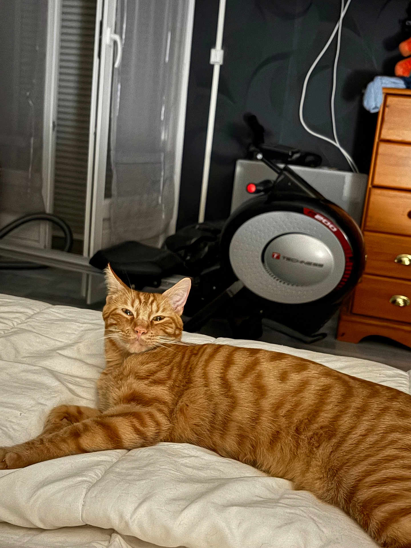 Moon participe au concours pour gagner de l'argent avec cette photo : cat, orange_tabby, striped_cat, pet, indoor, bed, blanket, furniture, rowing_machine, exercise_equipment, dresser, wooden_furniture, relaxed, lying_down, cozy, home, room, domestic, sleepy, cute