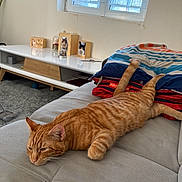 Moon a rejoint le concours — aidez-le/la à gagner de superbes lots ! cat, orange_tabby, couch, blanket, window, indoor, relaxed, feline, pet, home, decor, photograph, shelf, framed_photo, cozy, natural_light, resting, furniture, living_room, curtain