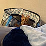 Moon participe au concours pour gagner de l'argent avec cette photo : kitten, cat, orange_cat, pet_carrier, blanket, couch, indoor, furniture, curious, young_cat, soft_texture, resting_spot, home, comfort, animal, pet, feline, cozy, patterned, cute