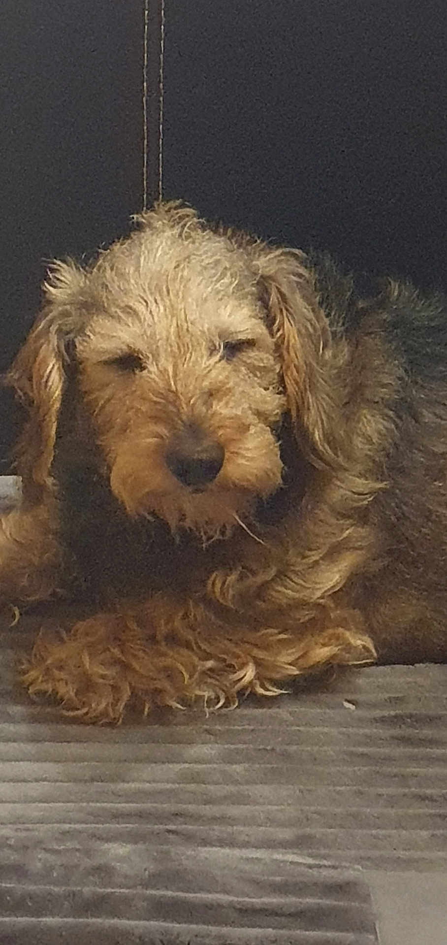 Oscar a rejoint le concours — aidez-le/la à gagner de superbes lots ! dog, sleepy, curly_fur, pet, animal, fur, brown, resting, closeup, indoor, canine, laying_down, cute, mammal, companion, domestic_animal, relaxed, portrait, furry, snout
