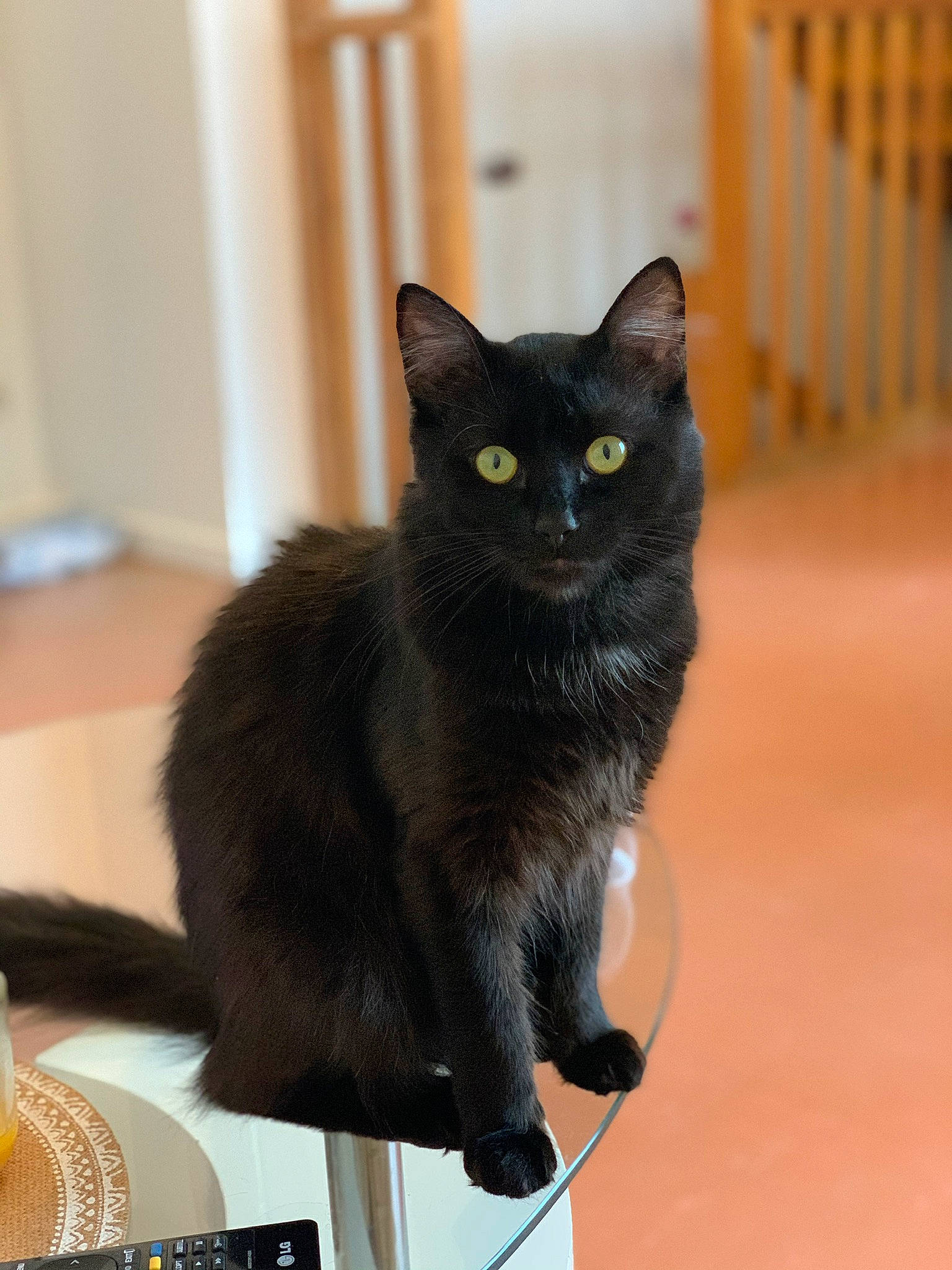 Pitchu a rejoint le concours — aidez-le/la à gagner de superbes lots ! asian, asian_semi_longhair, black_cat, bombay, burmese, carnivore, cat, domestic_long_haired_cat, domestic_short_haired_cat, european_shorthair, eye, felidae, kitten, korat, mammal, nebelung, small_to_medium_sized_cats, turkish_angora, vertebrate, whiskers