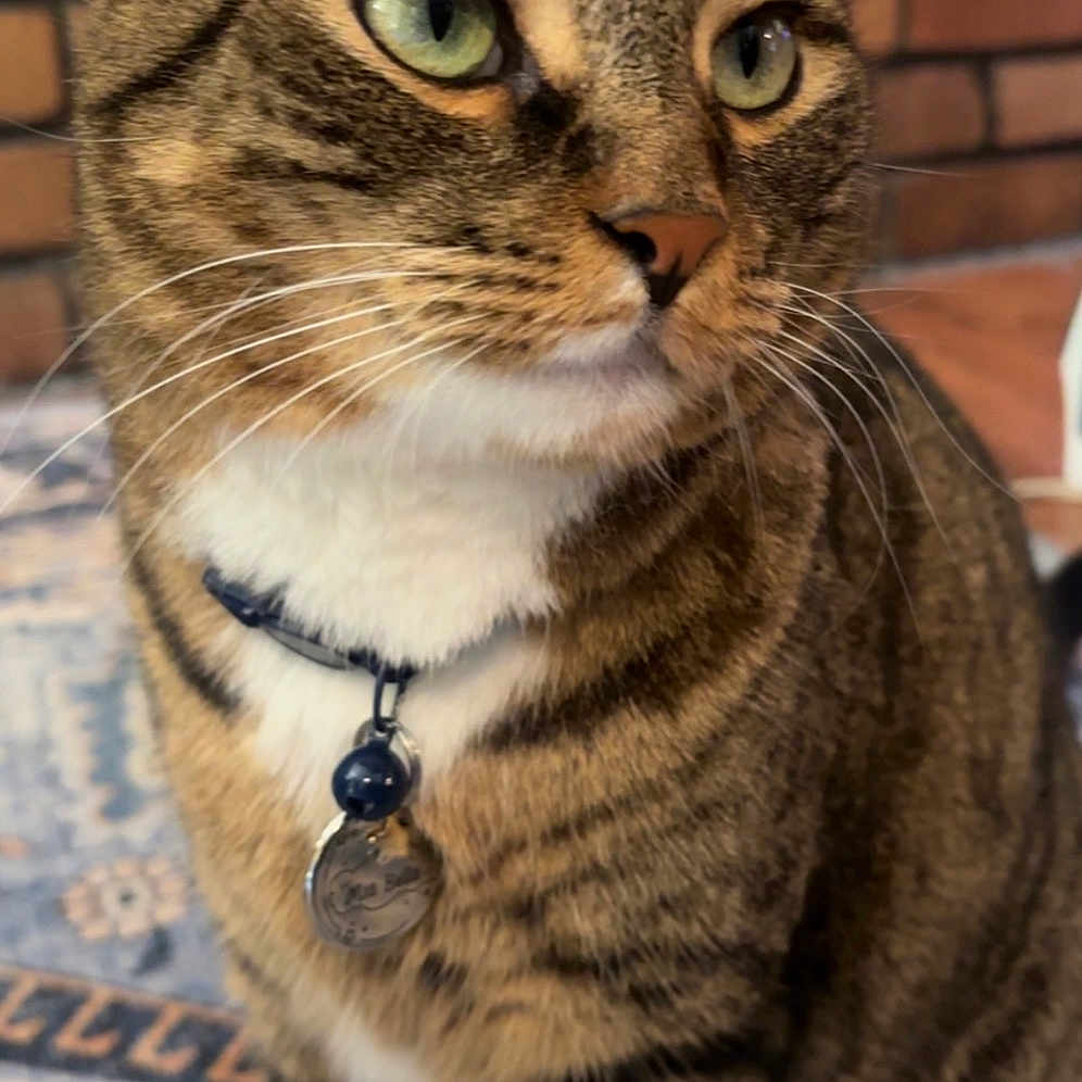 Mia Bella joined the competition — help win amazing prizes! alert, animal, brick_wall, cat, close_up, collar, cute, domestic_cat, feline, focus, fur, green_eyes, indoor, mammal, patterned_rug, pet, rug, sitting, tabby, whiskers