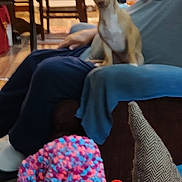 Hemi joined the competition — help win amazing prizes! dog, small_dog, person, couch, living_room, knitted_item, pillow, table, chair, floor, indoor, casual_clothing, relaxing, sitting, blurred, furniture, home, pet, cozy, background_objects