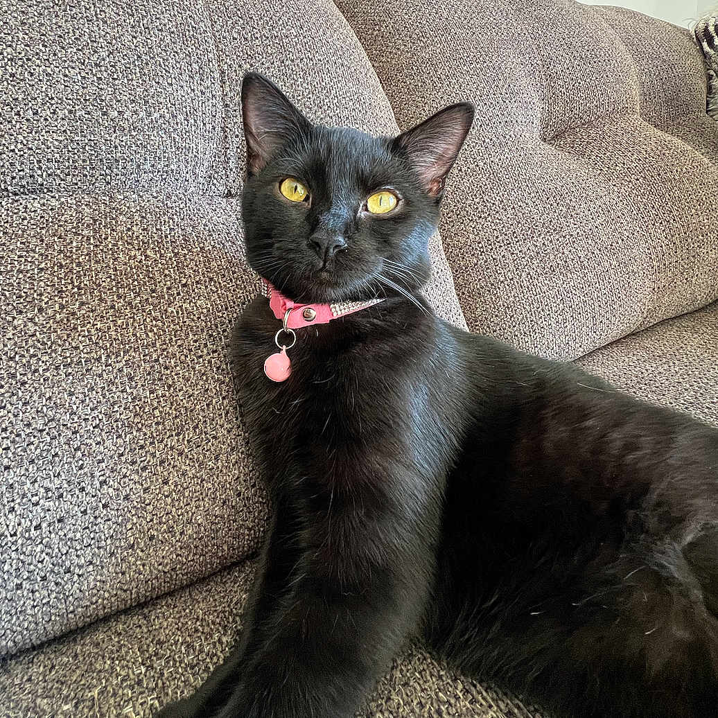 Storm is registered to the contest to win money with this photo: animal, architecture, armchair, blackcat, bodypart, building, cat, chair, couch, cushion, furniture, homedecor, indoors, livingroom, manx, mouth, person, pet, room, tongue
