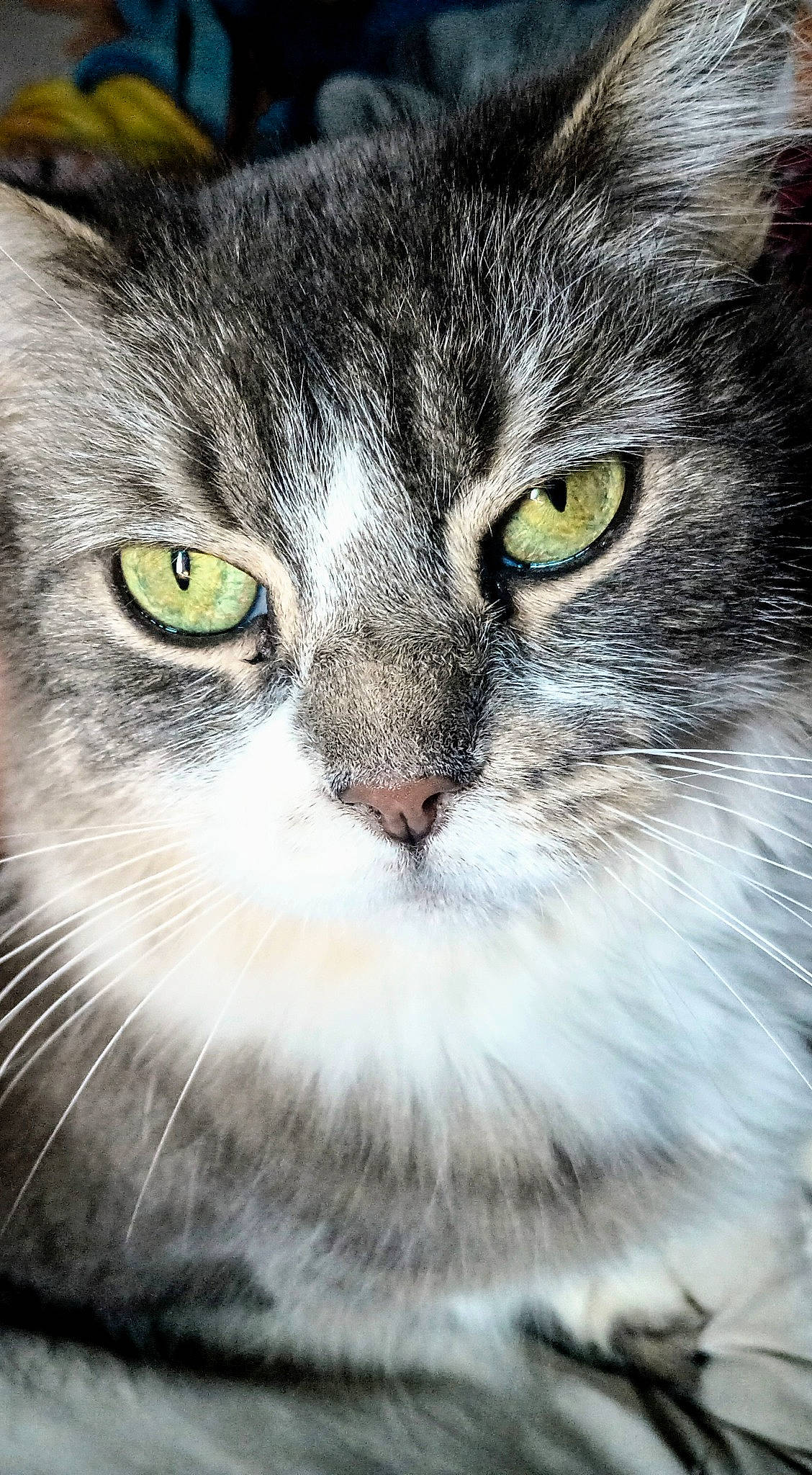 Storm is registered to the contest to win money with this photo: carnivore, cat, close_up, curious, domestic_short_haired_cat, door, felidae, fur, grass, iris, paw, photo_caption, small_to_medium_sized_cats, snout, terrestrial_animal, tree, whiskers, wildlife, window