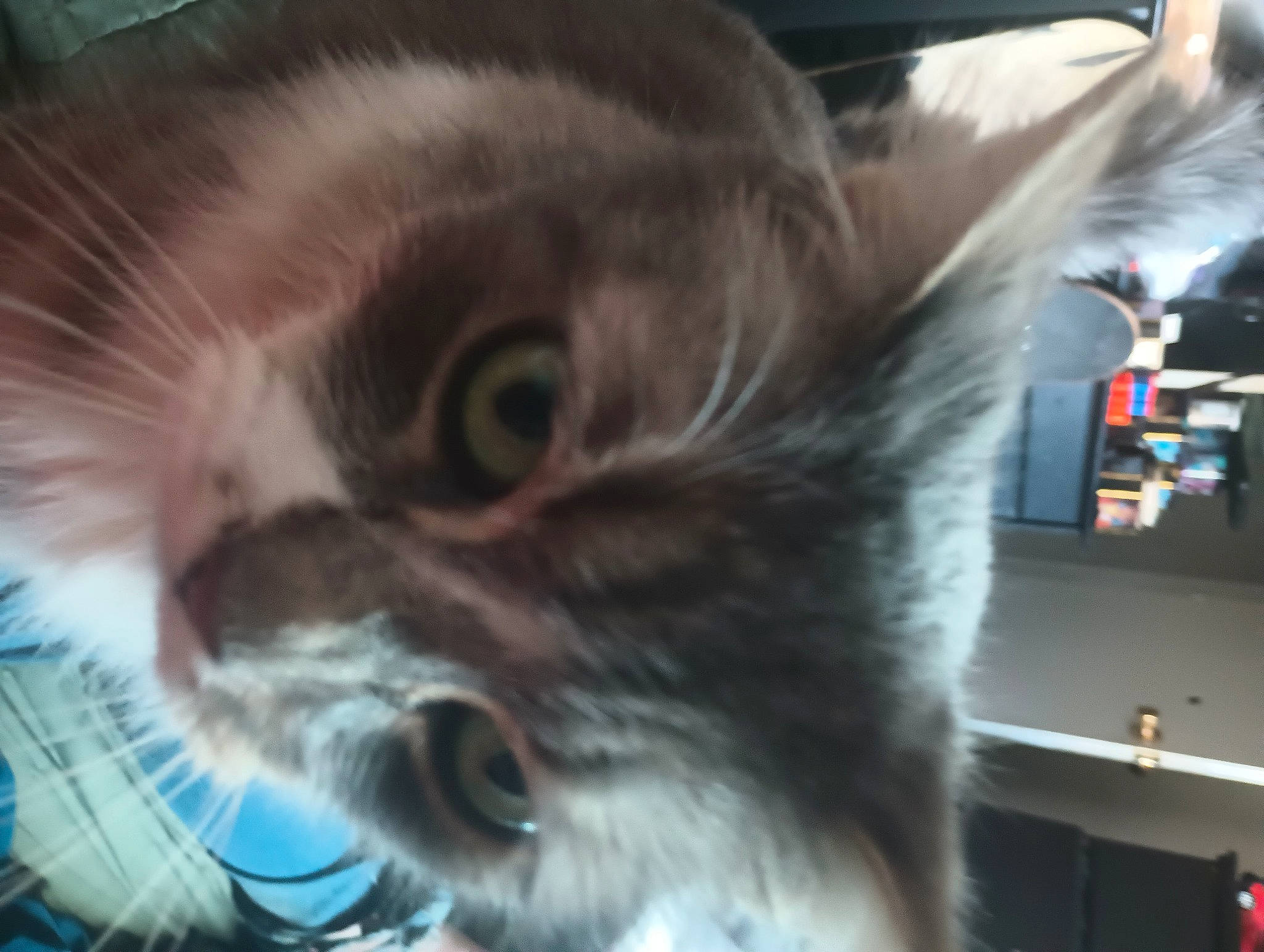 Storm is registered to the contest to win money with this photo: balinese, bookcase, carnivore, cat, claw, dog_breed, domestic_short_haired_cat, ear, fawn, felidae, fur, iris, nose, paw, photo_caption, shelf, small_to_medium_sized_cats, snout, tail, whiskers