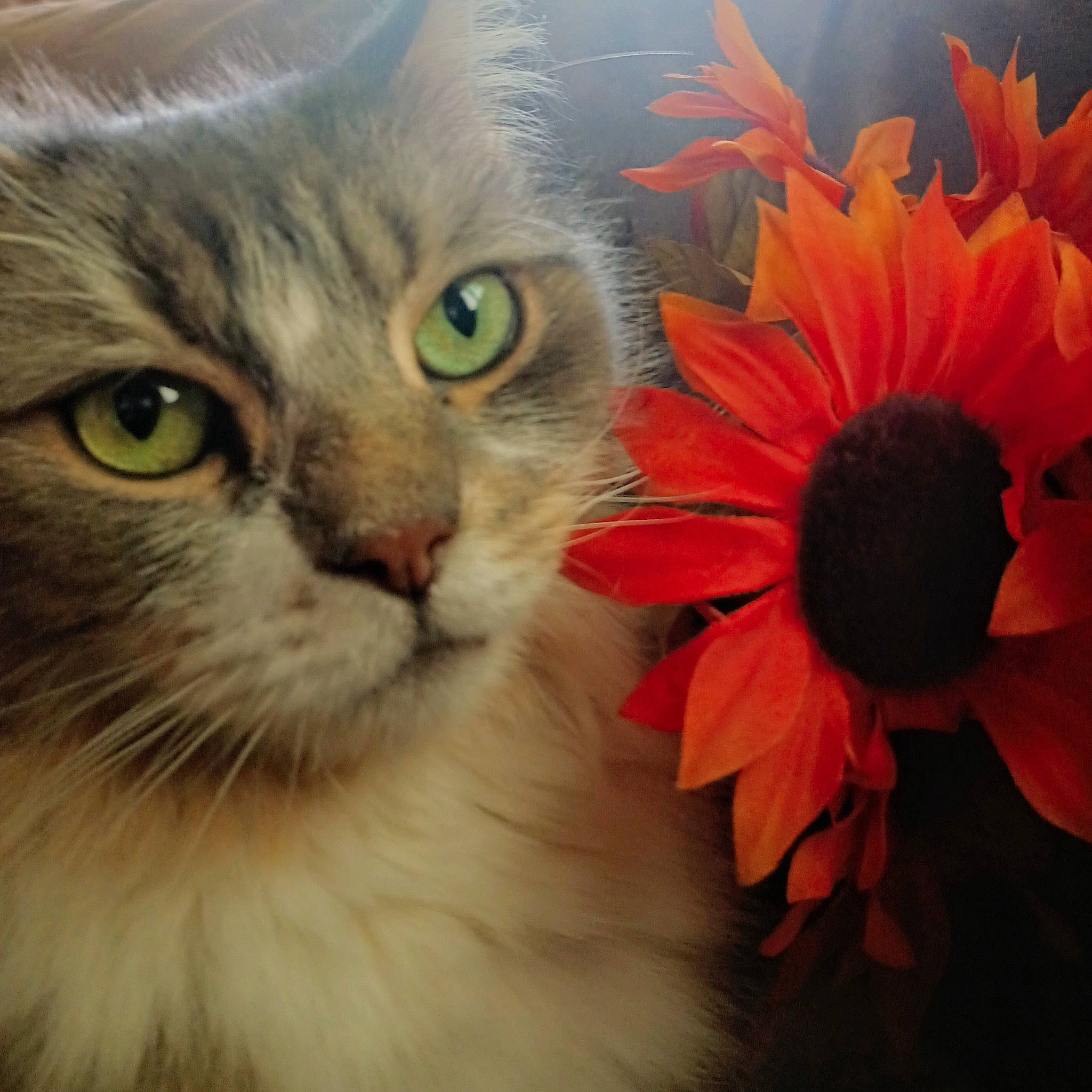Storm joined the competition — help win amazing prizes! annual_plant, artificial_flower, beauty, carnivore, cat, close_up, cut_flowers, event, felidae, flower, flower_arranging, fur, happy, iris, peach, petal, plant, small_to_medium_sized_cats, snout, whiskers