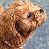 dog, brown, curly_hair, pet, collar, close_up, outdoor, animal, canine, fur, cute, looking_up, portrait, mammal, friendly, companion, domestic_animal, fluffy, nose, side_view