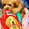 dog, puppy, milk_bone, box, blanket, blue_cloth, brown_fur, pet, cute, snack, animal, cozy, soft, toy, indoor, closeup, fur, paw, nose, resting