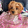 Kasia joined the competition — help win amazing prizes! puppy, dog, brown, fluffy, bag, pink, leopard_print, car_seat, pet, cute, small, curious, animal, indoors, closeup, fur, eyes, nose, seat, travel