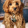 dog, puppy, curly_fur, brown_fur, pet, collar, tags, indoor, cute, portrait, animal, furry, small_dog, close_up, adorable, fluffy, looking_at_camera, household, domestic_animal, companion