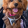 dog, pet, small_dog, brown_fur, tongue_out, collar, tags, striped_clothing, carrier, happy, cute, fluffy, indoor, close_up, portrait, animal, companion, smiling, furry, adorable