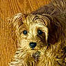 dog, pet, curly_hair, brown_fur, wooden_floor, animal, cute, domestic_animal, canine, fur, portrait, indoor, companion, friendly, lying_down, looking_up, young_dog, adorable, house_pet, close_up