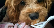 Kasia joined the competition — help win amazing prizes! adorable, animal, blanket, brown_fur, close_up, curly_fur, cute, dog, eyes, face, food, hearts, indoor, nibble, pet, pink, plastic_fork, resting, snack, soft_texture