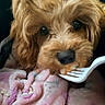 Kasia joined the competition — help win amazing prizes! dog, close_up, brown_fur, curly_fur, plastic_fork, food, blanket, pink, hearts, pet, cute, animal, snack, nibble, indoor, soft_texture, adorable, resting, face, eyes