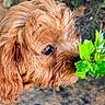dog, brown_dog, close_up, leaf, green_leaf, sniffing, curious, outdoor, nature, pet, fur, animal, eye, plant, canine, portrait, background_blur, small_dog, fluffy, brown_fur