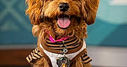 Kasia is registered to the contest to win money with this photo: dog, pet, curly_fur, sitting, cushion, collar, tags, happy, tongue_out, indoor, cute, small_dog, fur, striped_shirt, portrait, animal, mammal, friendly, domestic_animal, studio