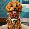 dog, pet, curly_fur, sitting, cushion, collar, tags, happy, tongue_out, indoor, cute, small_dog, fur, striped_shirt, portrait, animal, mammal, friendly, domestic_animal, studio