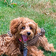 Kasia joined the competition — help win amazing prizes! dog, curly_hair, brown_dog, striped_clothing, pet, grass, outdoor, happy, playful, leash, canine, animal, cute, fur, tongue, mouth_open, lying_down, nature, summer, small_dog