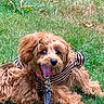 dog, curly_hair, brown_dog, striped_clothing, pet, grass, outdoor, happy, playful, leash, canine, animal, cute, fur, tongue, mouth_open, lying_down, nature, summer, small_dog