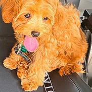 Kasia is registered to the contest to win money with this photo: adorable, animal, black_chair, brown_fur, closeup, collar, companion, cute, dog, fluffy, fur, indoor, leash, pet, playful, puppy, sitting, small_dog, tongue_out, young_dog