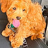 dog, puppy, fluffy, tongue_out, pet, cute, brown_fur, collar, leash, black_chair, indoor, animal, small_dog, fur, sitting, playful, adorable, young_dog, closeup, companion