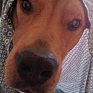 Honey is registered to the contest to win money with this photo: dog, close_up, nose, eyes, blanket, patterned_fabric, fabric, portrait, pet, muzzle, indoor, brown_fur, whiskers, head_covered, draped, curious_expression, macro, cute, texture, portrait_orientation