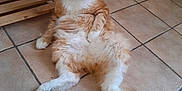 Fripouille a rejoint le concours — aidez-le/la à gagner de superbes lots ! cat, orange_cat, fluffy_cat, indoor, floor_tiles, relaxed, lounging, pet, feline, long_hair, tail, wooden_furniture, radiator, domestic_animal, calm, sitting, paws, whiskers, ears, fur