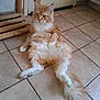 cat, orange_cat, fluffy_cat, indoor, floor_tiles, relaxed, lounging, pet, feline, long_hair, tail, wooden_furniture, radiator, domestic_animal, calm, sitting, paws, whiskers, ears, fur