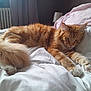 Fripouille a rejoint le concours — aidez-le/la à gagner de superbes lots ! cat, ginger_cat, fluffy, bed, white_bedding, paws, relaxed, sleepy, indoor, cozy, fur, stretching, comfort, bedroom, radiator, curtains, lamp, soft_light, animal, pet