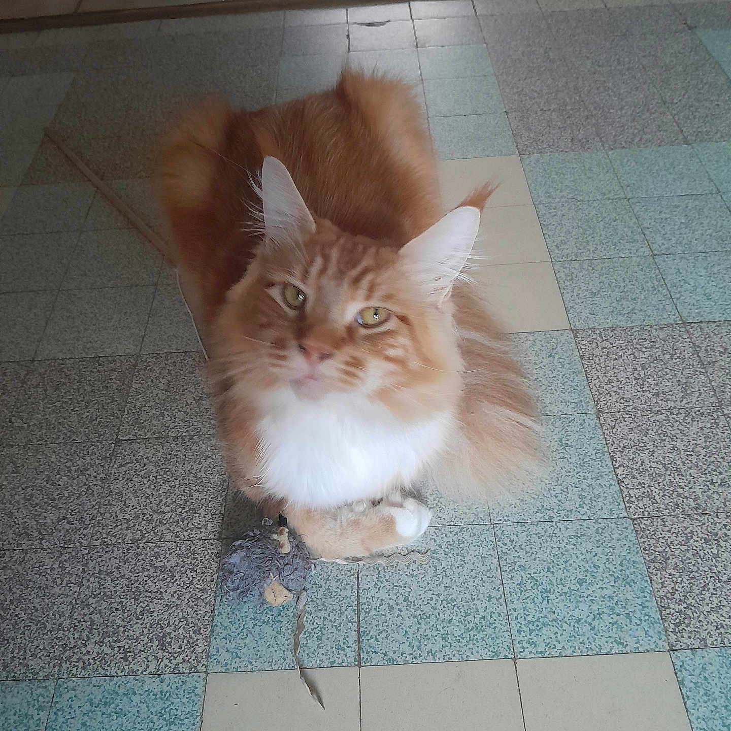 Fripouille a rejoint le concours — aidez-le/la à gagner de superbes lots ! animal, cat, cute, domestic_cat, ears, feline, floor, fluffy, fur, indoor, looking_up, mouse_toy, orange_cat, paws, pet, playing, resting, tile, toy, whiskers