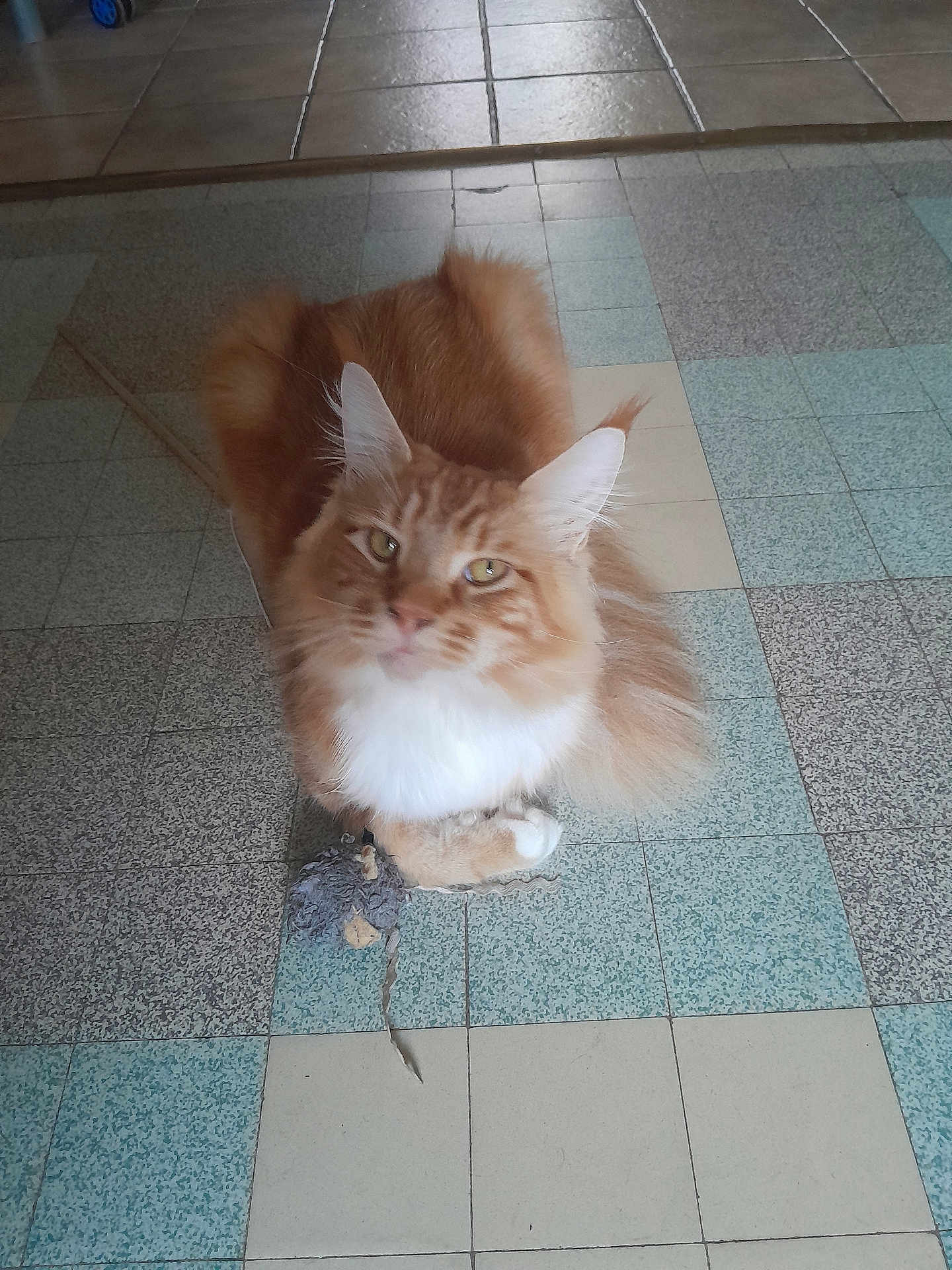 Fripouille a rejoint le concours — aidez-le/la à gagner de superbes lots ! cat, orange_cat, fluffy, pet, animal, mouse_toy, floor, tile, indoor, cute, feline, whiskers, paws, ears, fur, domestic_cat, looking_up, playing, toy, resting