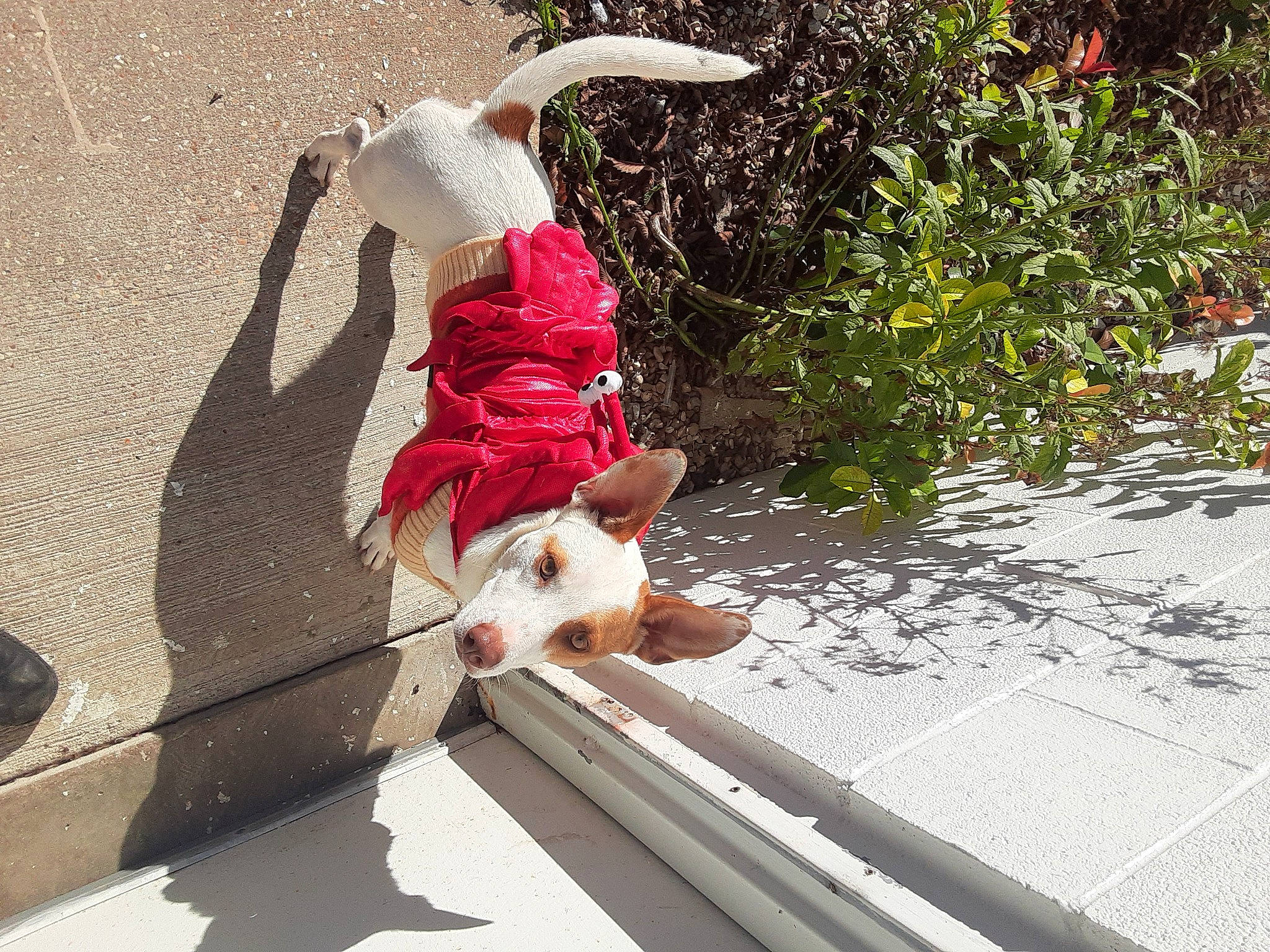 Westley joined the competition — help win amazing prizes! canidae, carnivore, collar, companion_dog, dog, dog_breed, fawn, flower, grass, leash, leisure, pet_supply, plant, road_surface, sidewalk, snout, sporting_group, tail, wood, working_animal