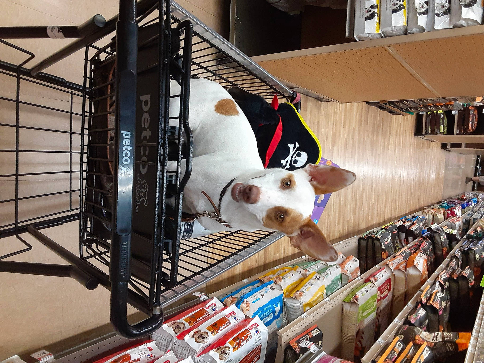 Westley joined the competition — help win amazing prizes! animal_shelter, canidae, carnivore, companion_dog, convenience_store, dog, dog_breed, flooring, football, machine, metal, pet_supply, retail, service, shelf, sporting_group, steel, stuffed_toy, toy, vertebrate