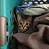 Tom is registered to the contest to win money with this photo: cat, tabby, laundry_basket, clothes, blanket, fabrics, curious, indoor, pet, animal, face, eyes, ears, cozy, pile, textile, home, soft, cute, hiding