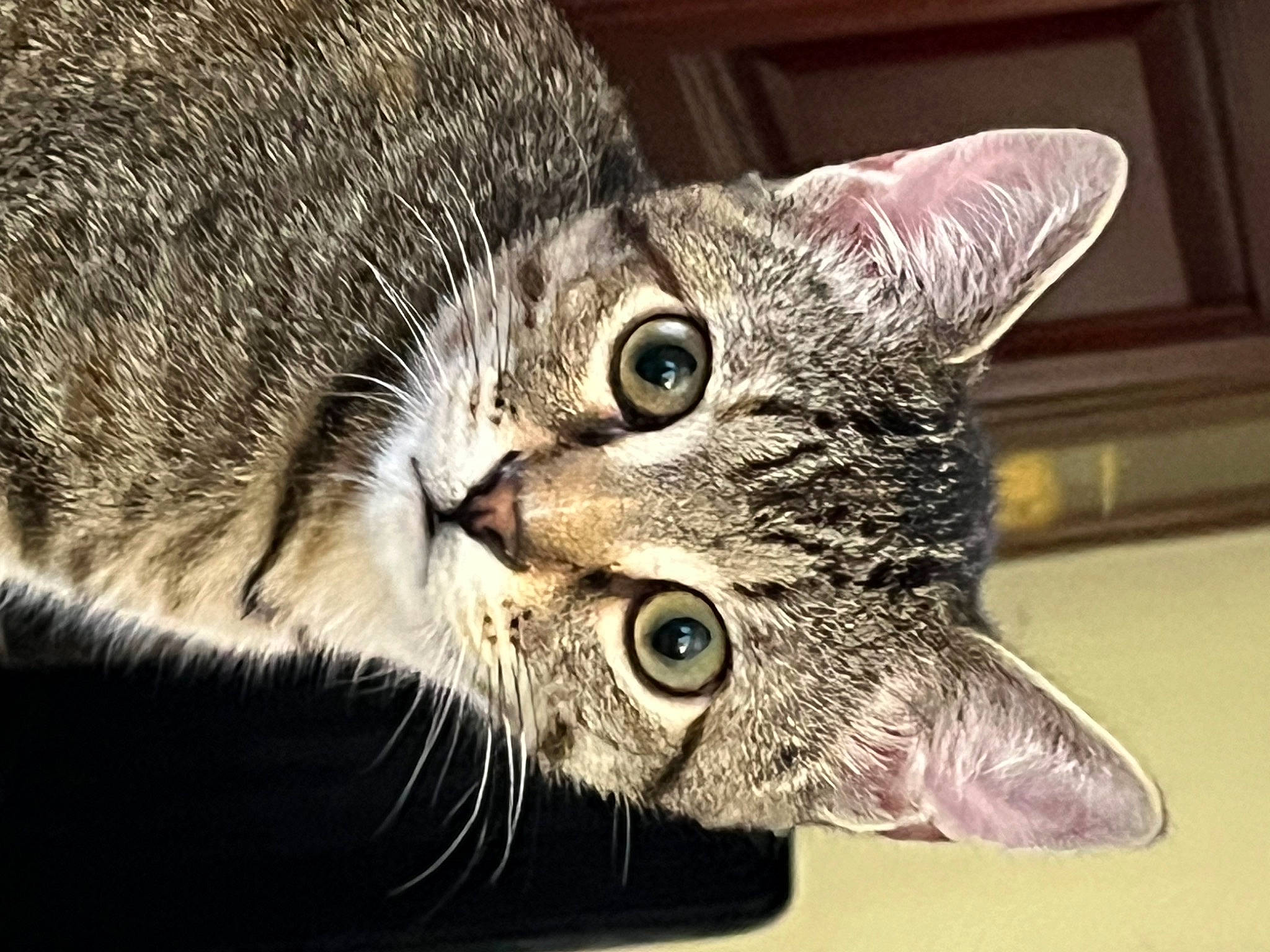 Tom