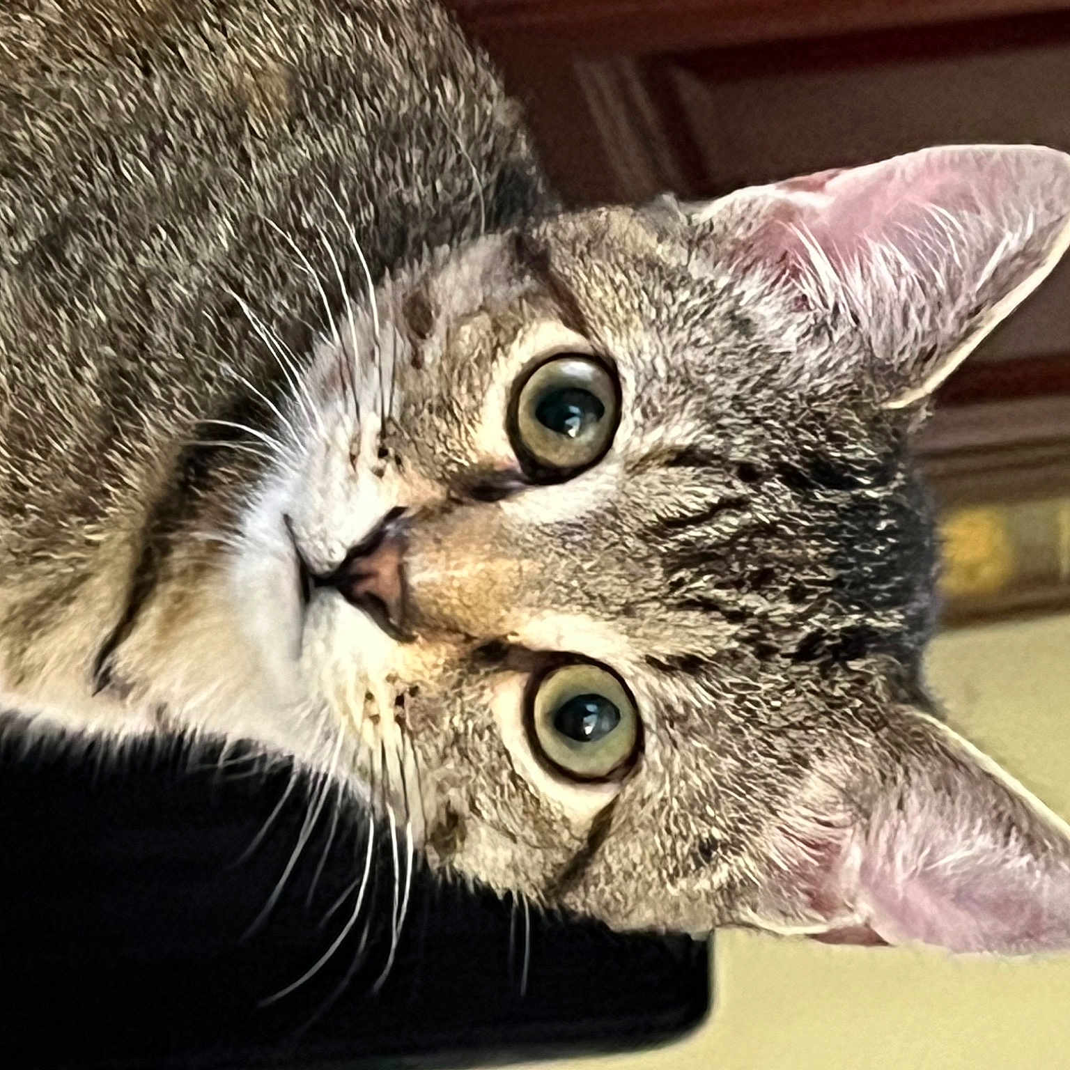 Tom