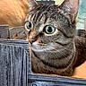 Tom is registered to the contest to win money with this photo: cat, tabby_cat, dog, cardboard_box, pet, animal, indoor, closeup, feline, canine, collar, curious, green_eyes, fur, whiskers, background, label, text, box, companion