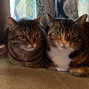 Jerry is registered to the contest to win money with this photo: cat, tabby, pets, animal, feline, indoor, couch, curtain, resting, companions, cute, fur, whiskers, eyes, closeup, domestic, two, cozy, portrait, relaxed