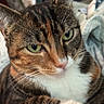 Jerry is registered to the contest to win money with this photo: cat, tabby, green_eyes, close_up, pet, feline, whiskers, paws, indoor, blanket, cozy, relaxed, fur, animal, mammal, cute, domestic_cat, portrait, resting, household