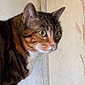 Jerry is registered to the contest to win money with this photo: cat, tabby_cat, close_up, green_eyes, fur, whiskers, curious, alert, indoor, wall, texture, brown, orange, white, portrait, pet, animal, feline, side_view, looking