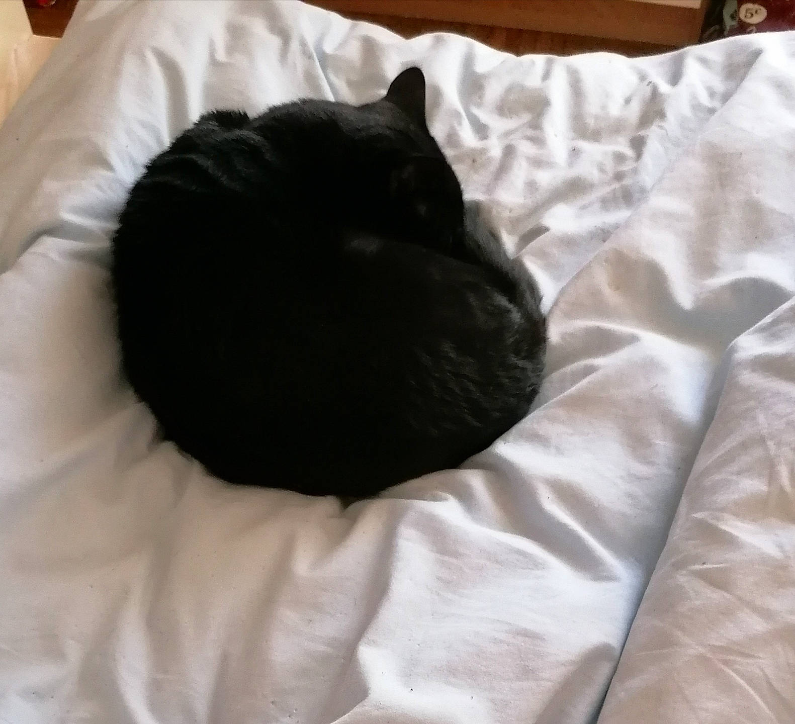 Onyx participe au concours pour gagner de l'argent avec cette photo : bed, bedding, black, black_cat, carnivore, cat, comfort, cushion, ear, felidae, fur, furniture, linens, nap, pillow, room, small_to_medium_sized_cats, snout, textile, whiskers