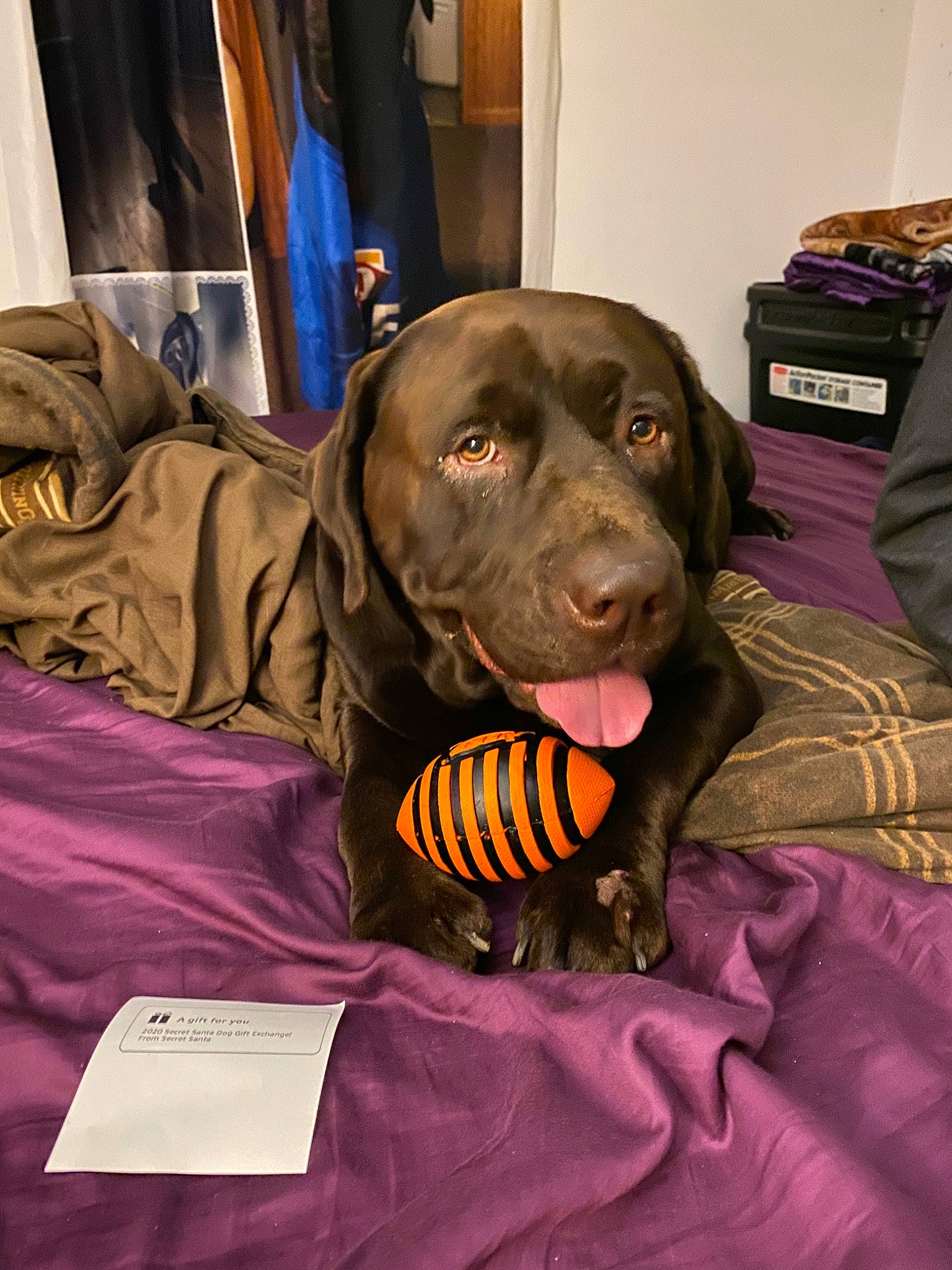 Remington is registered to the contest to win money with this photo: beagador, canidae, carnivore, companion_dog, dog, dog_breed, fawn, hunting_dog, labrador_retriever, pointing_breed, retriever, snout, sporting_group