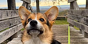 Felipé participe au concours pour gagner de l'argent avec cette photo : dog, corgi, pet, outdoor, wooden_bridge, leash, tree, nature, animal, canine, fur, ears, portrait, sitting, daylight, scenic, bench, wood, background, curious